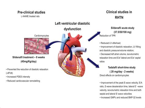 moderate lv function|Left ventricular dysfunction: causes, natural history, and  .